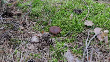 una anciana encuentra un hongo en el musgo en un bosque en el este de polonia.