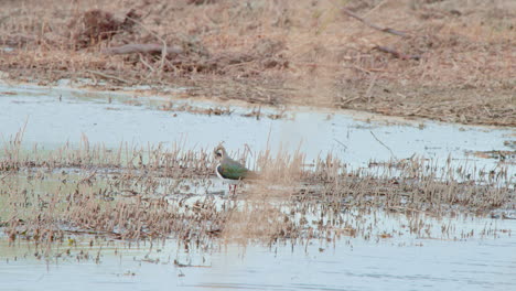 Northern-lapwing-grooming-its-feathers-in-shallow-water-near-dry-shore