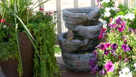 House-finch-visits-a-backyard-water-fountain-for-a-drink---close,-panning-shot