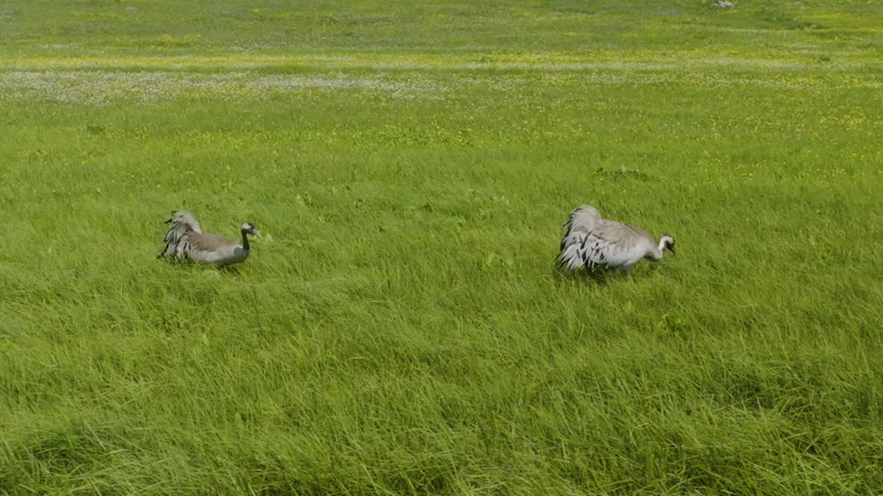 먹이를 찾기 위해 푸른 들판을 걷고 있는 유라시아 두루미