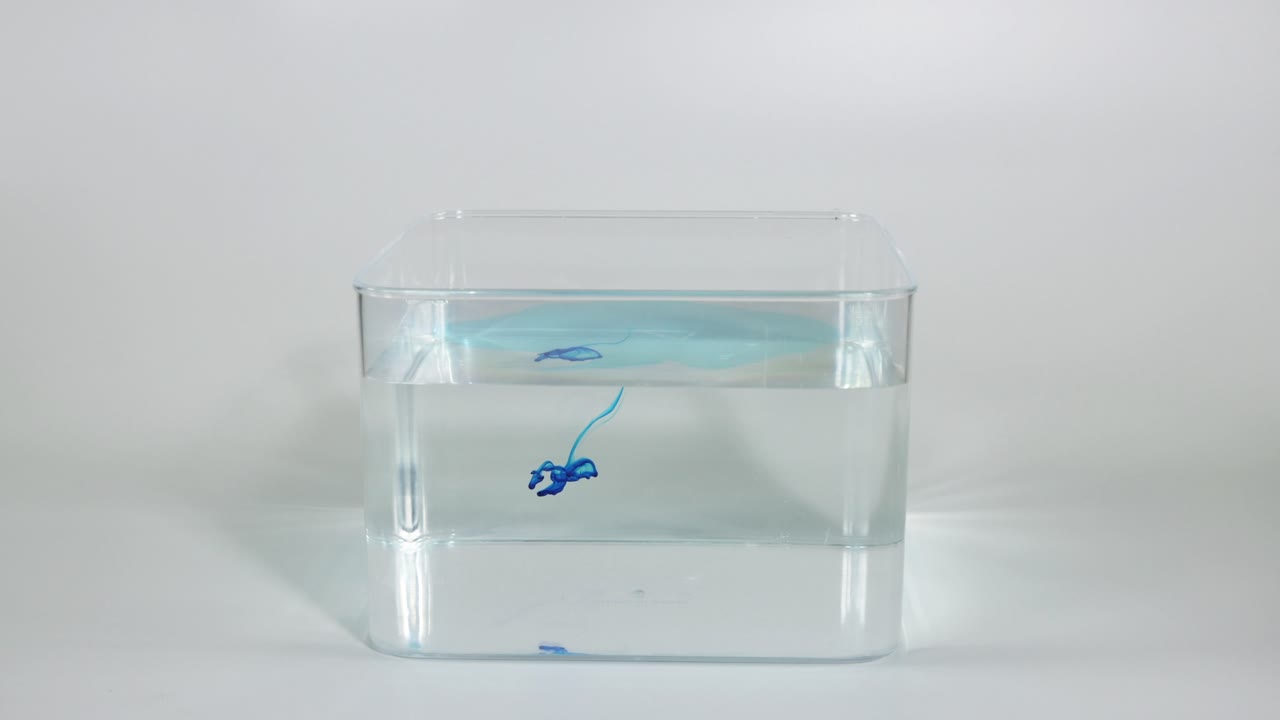 observación del movimiento de los peces en un espacio confinado