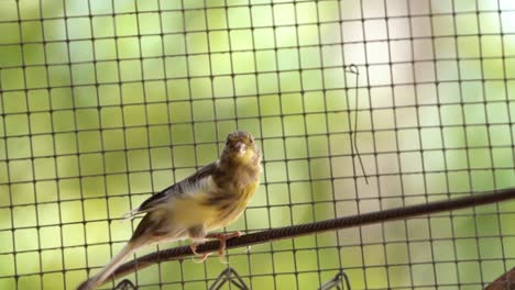 Der-Atlantische-Kanarienvogel-Serinus-Canaria,-Kanarienvögel,-Inselkanarienvögel,-Kanarienvögel-Oder-Gewöhnliche-Kanarienvögel,-Die-Auf-Einem-Elektrischen-Kabel-Sitzen