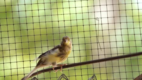el pájaro canario atlántico serinus canaria , canarios, canarios de la isla, canarios o canarios comunes pájaros encaramados en un cable eléctrico