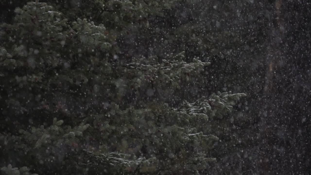 cámara lenta vista de cerca de la nieve cayendo sobre un árbol en un bosque