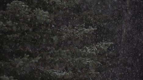 Slow-motion-close-view-of-snow-falling-over-a-tree-in-a-forest