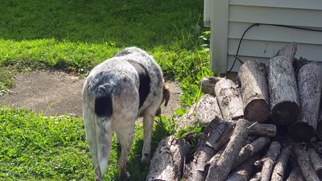 dog eating grass to aid digestion