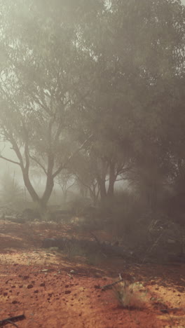 foggy forest scene