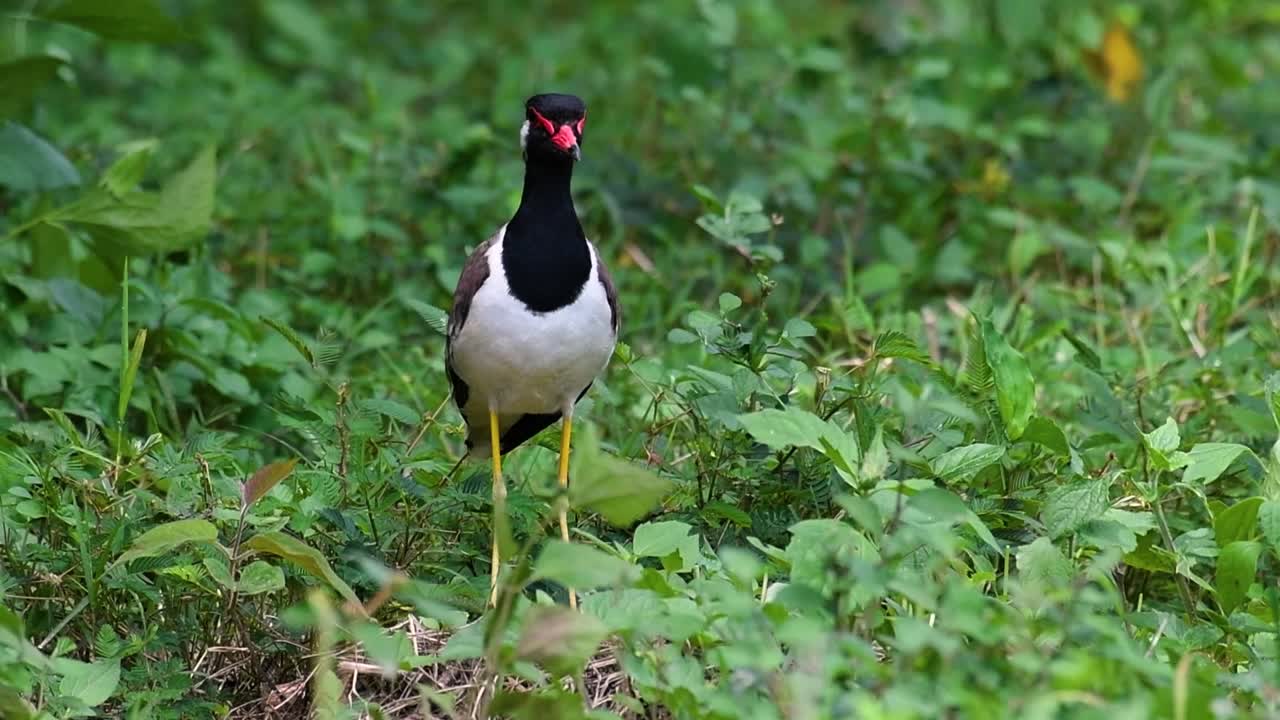 el avefría de barbas rojas es una de las aves más comunes de tailandia