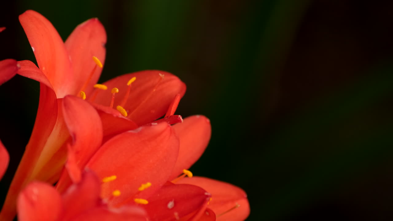Vivid orange trumpet-shaped clivia flowers against dark background, closeup