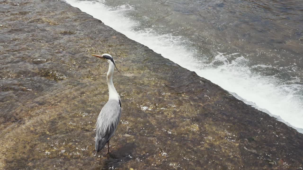Grey heron gracefully standing in the flowing waters of the Kamo River in Japan, blending serene wildlife with the tranquil beauty of its natural habitat.