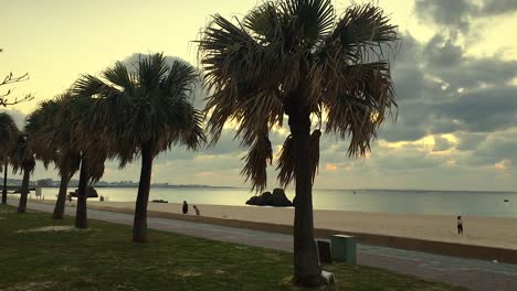 araha beach okinawa japan at dusk with skater riding past, palm trees in foreground