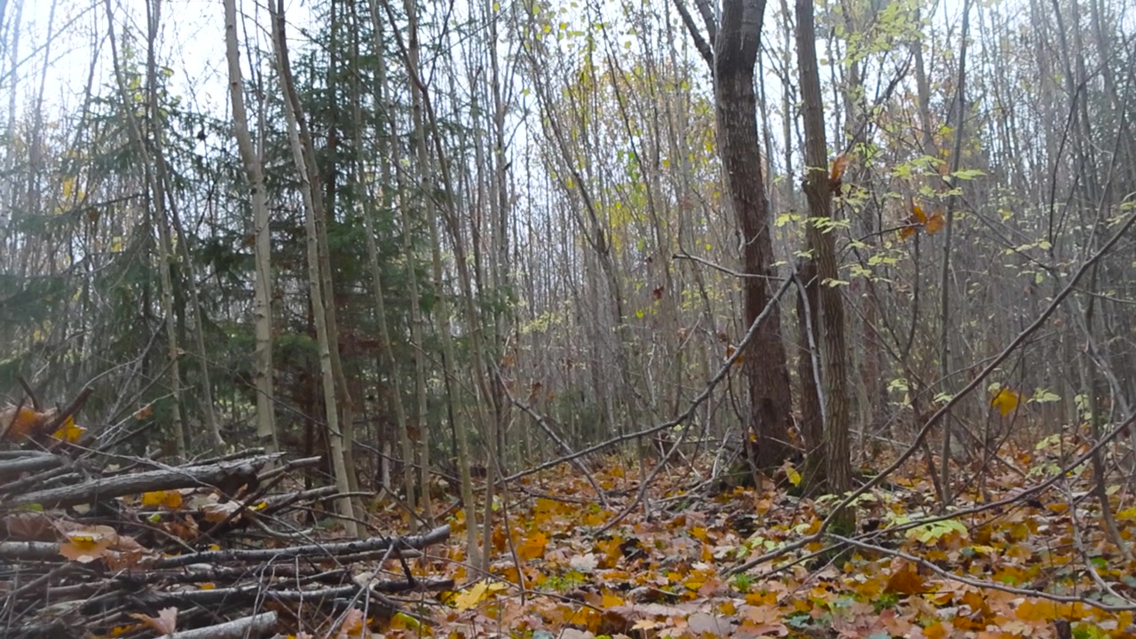 Riprese con movimento tilt-up di una foresta autunnale bagnata con cielo grigio che crea un'atmosfera cupa. Il suolo della foresta è coperto da foglie cadute e rami spezzati durante un autunno piovoso nei boschi estoni.