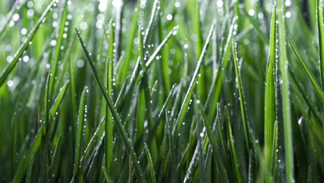 hierba verde de primer plano gotas de lluvia cayendo lentamente sobre la hierba. disparado en cámara súper lenta