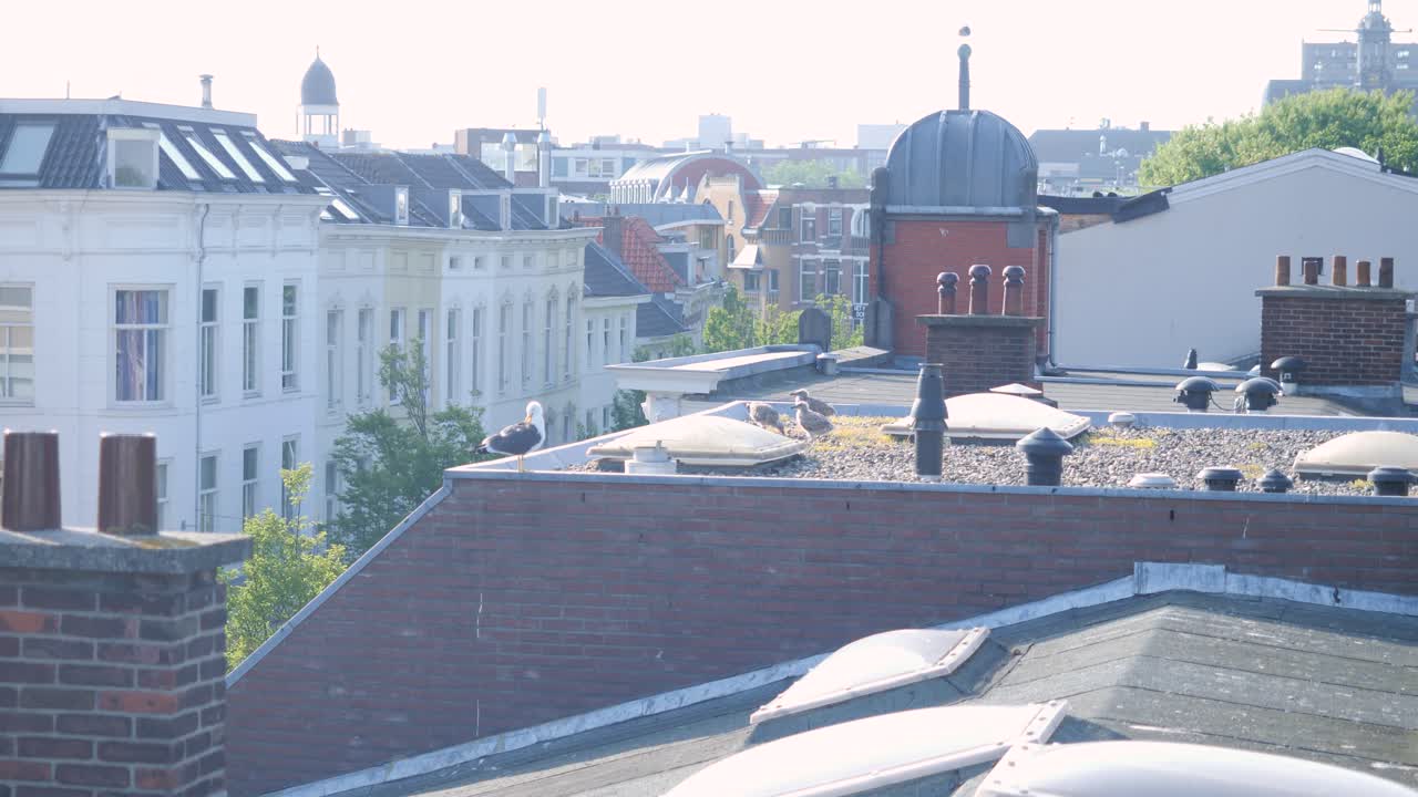 都会の中での非常に珍しい自然の洞察