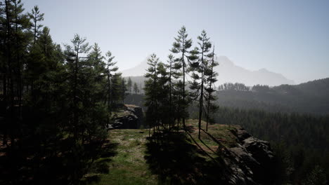 Evergreen-fir-tree-and-mountains-on-a-background-on-a-sunset-after-the-rain