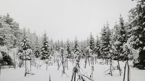 snow-covered forest