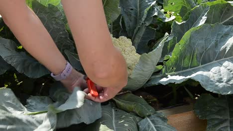 female gardener cutting healthy large green cauliflower leafs with garden shears in preparation of harvesting vegetable for eating