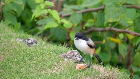 Langschwanzwürger-Oder-Schwarzkopfwürgervogel,-Der-Gestohlenen-Gebratenen-Fisch-Frisst---Nahaufnahme