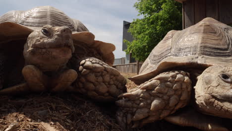 dos tortugas muslos de espuelas africanas de cerca