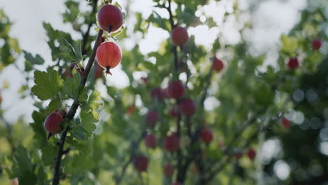 Gooseberries ripen on a branch. The sun illuminates the bush with berries