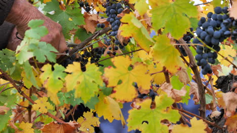 Panning-across-handpicking-grapes-in-a-vineyard-at-a-winery