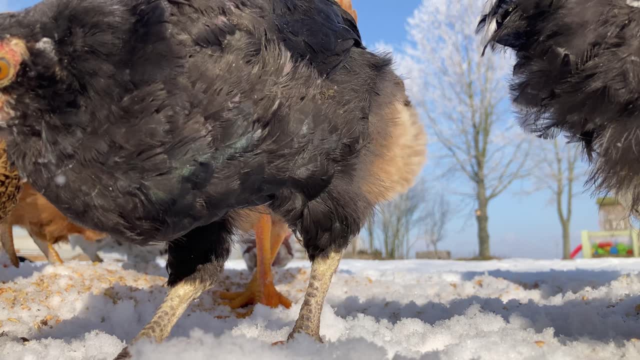 Group of hens pecking grains in the snow beside frozen trees. Bright cold morning on a rural winter farm in Central Europe