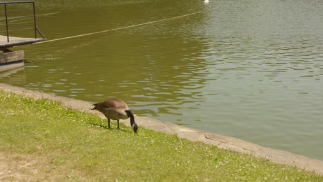 Ente-Am-See-In-Einem-öffentlichen-Park---Breit