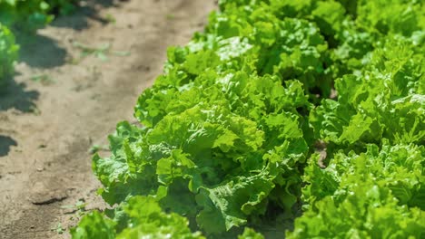 Vista-Hacia-Adelante-Del-Cultivo-De-Ensalada-Verde