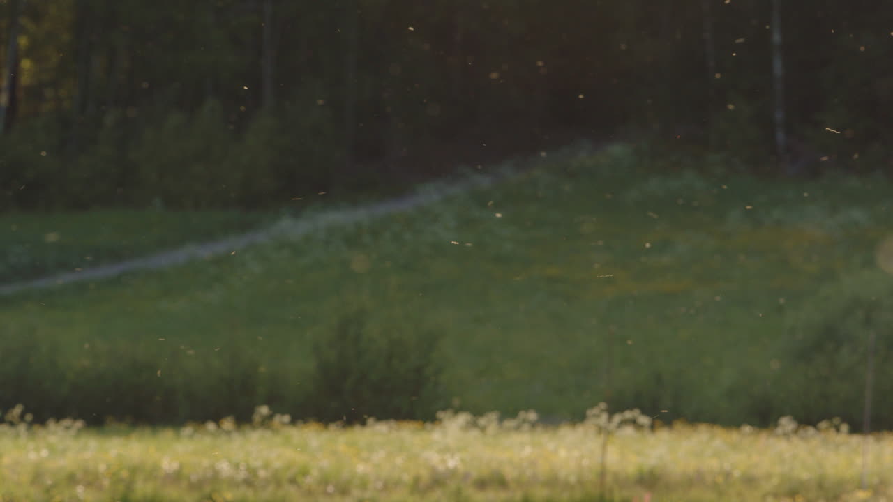 숲  ⁇ 의 들판에서 날아다니는 보편적인 여름 벌레, 계절적 발생