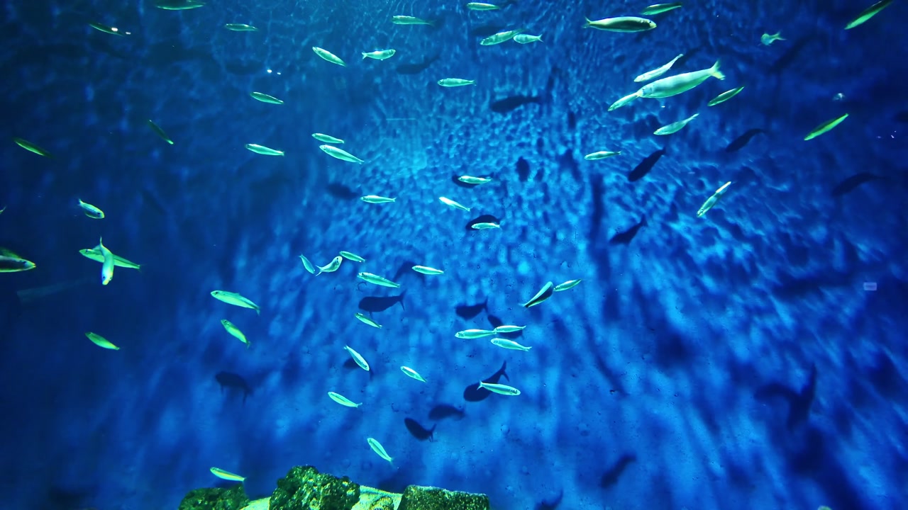 Static shot of fish group moving in wide aquarium with shimmering light reflections