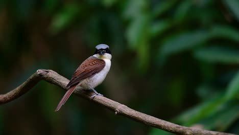 The-Tiger-Shrike-got-its-name-from-the-Tiger-like-pattern-on-its-feathers-as-it-is-also-a-predator-of-a-bird-that-feeds-on-insects,-very-small-mammals,-and-even-birds-of-its-size