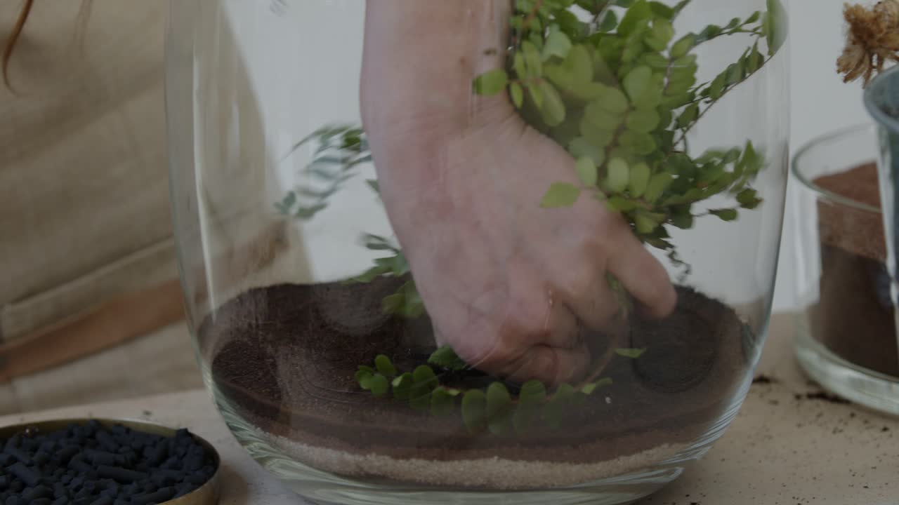 una joven botánica crea un pequeño ecosistema de bosque vivo en un enorme frasco de vidrio, plantando el árbol de hoja perenne, un primer plano estrecho