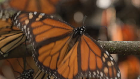 A-close-up-of-a-monarch-butterfly-climbing-on-a-branch-while-flapping-its-wings