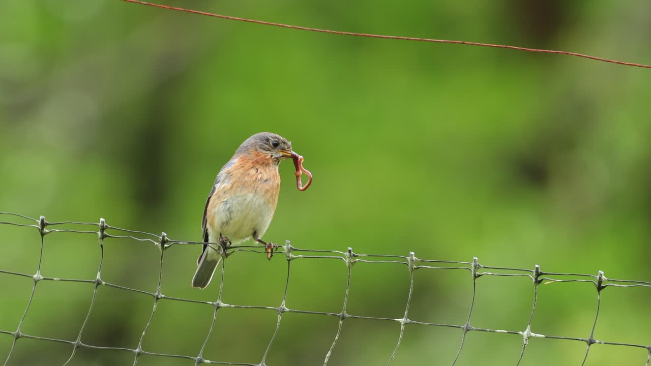ave azul hembra sosteniendo un gusano de tierra retorciéndose en el pico mientras está sentada en la valla 4k