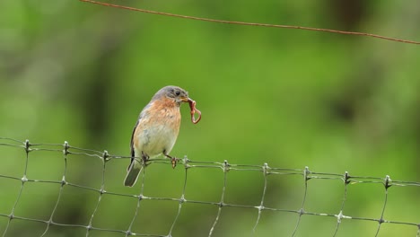 female bluebird holding squirming earthworm in beak while sitting on fence 4k