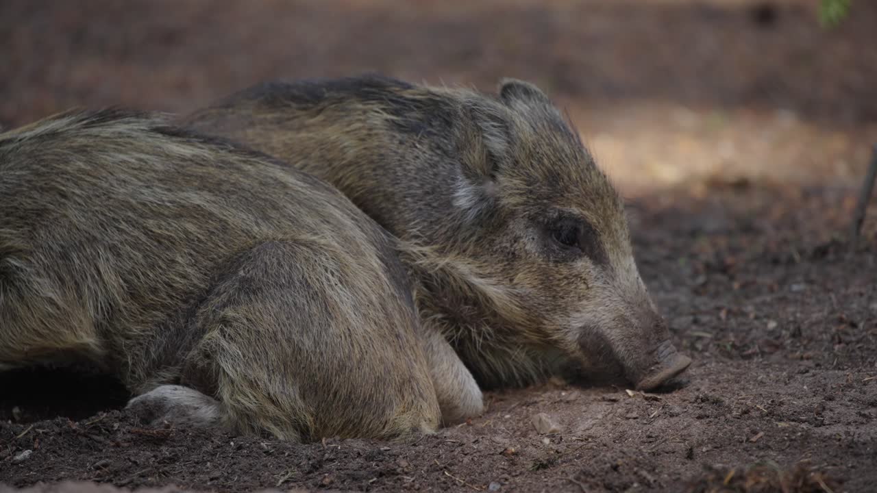 cerditos de jabalí descansando en el bosque