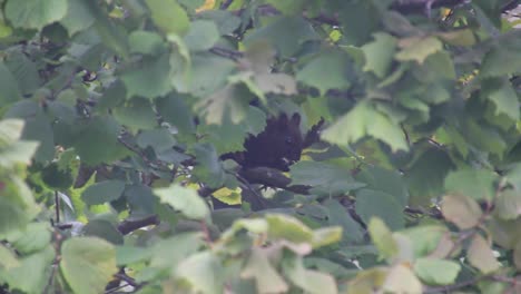 squirrel peels the hazelnut and puts it in its mouth to run away. cute brown squirrel gathers hazelnuts on the tree. squirrels on the hazelnut tree.