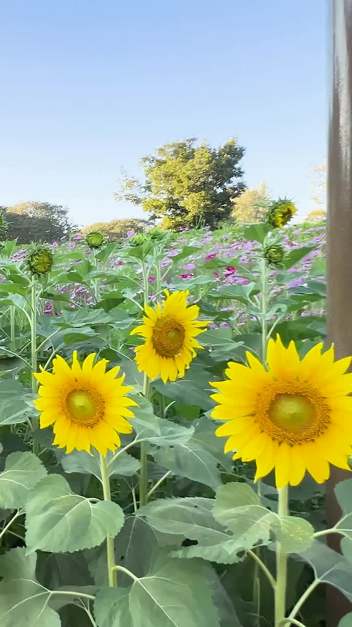 girasoles vibrantes en un paisajístico jardín