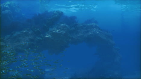 a school of fish swimming through a coral reef