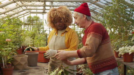 multiethnic coworkers repotting plant in greenhouse