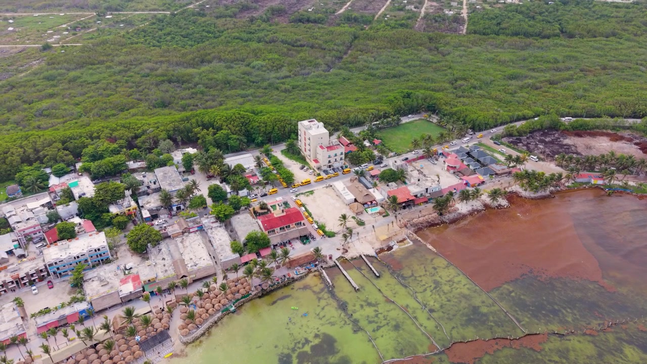 Ripresa con drone della spiaggia di Mahahual colpita dalle fioriture stagionali di sargasso
