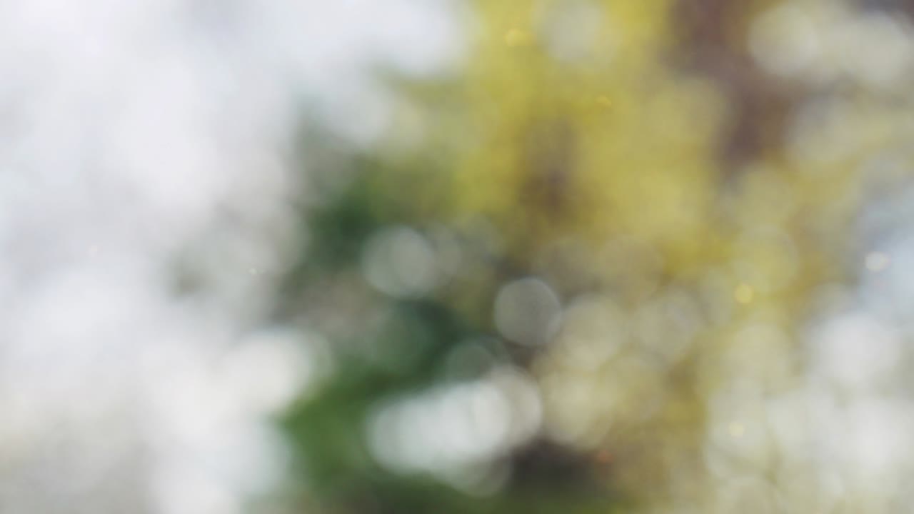 fondo de movimiento de bokeh de bosque abstracto