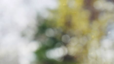 Abstract forest bokeh motion background