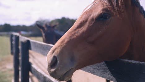 Primer-Plano-De-Un-Caballo-Mirando-A-La-Cámara