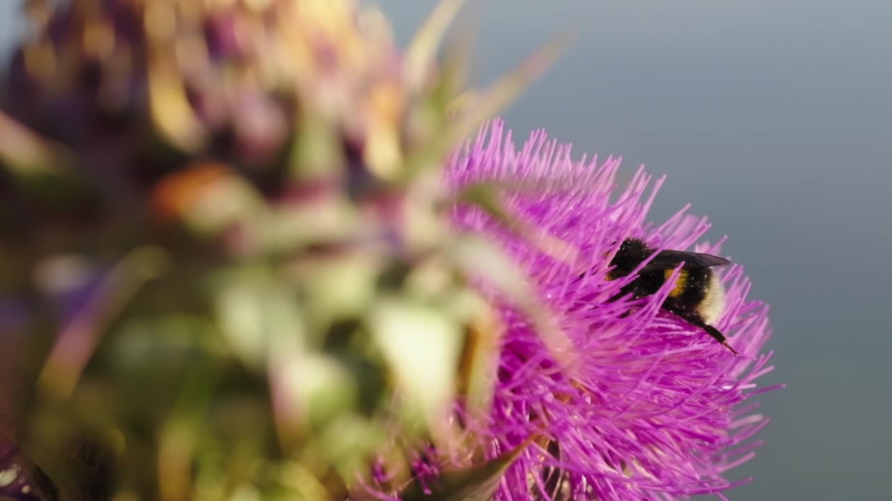 primer plano de una abeja en una flor en la naturaleza