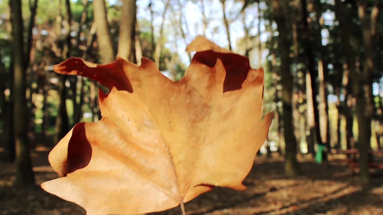 árboles del paisaje forestal de otoño