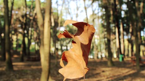 Herbstwaldlandschaft-Bäume