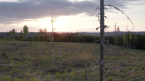 Triste-Vista-De-Terreno-Despejado-En-Bosques-Para-El-Comercio-De-Madera,-Puesta-De-Sol-Aérea