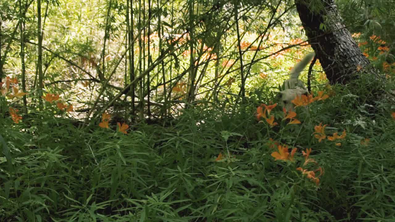 Happy dogs playing in the forest