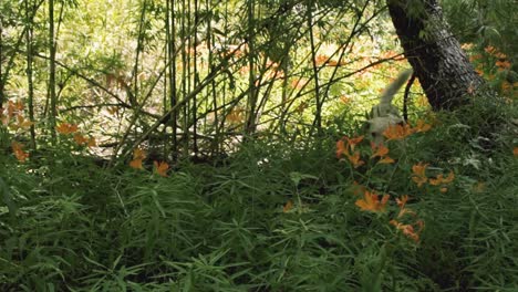 happy dogs playing in the forest